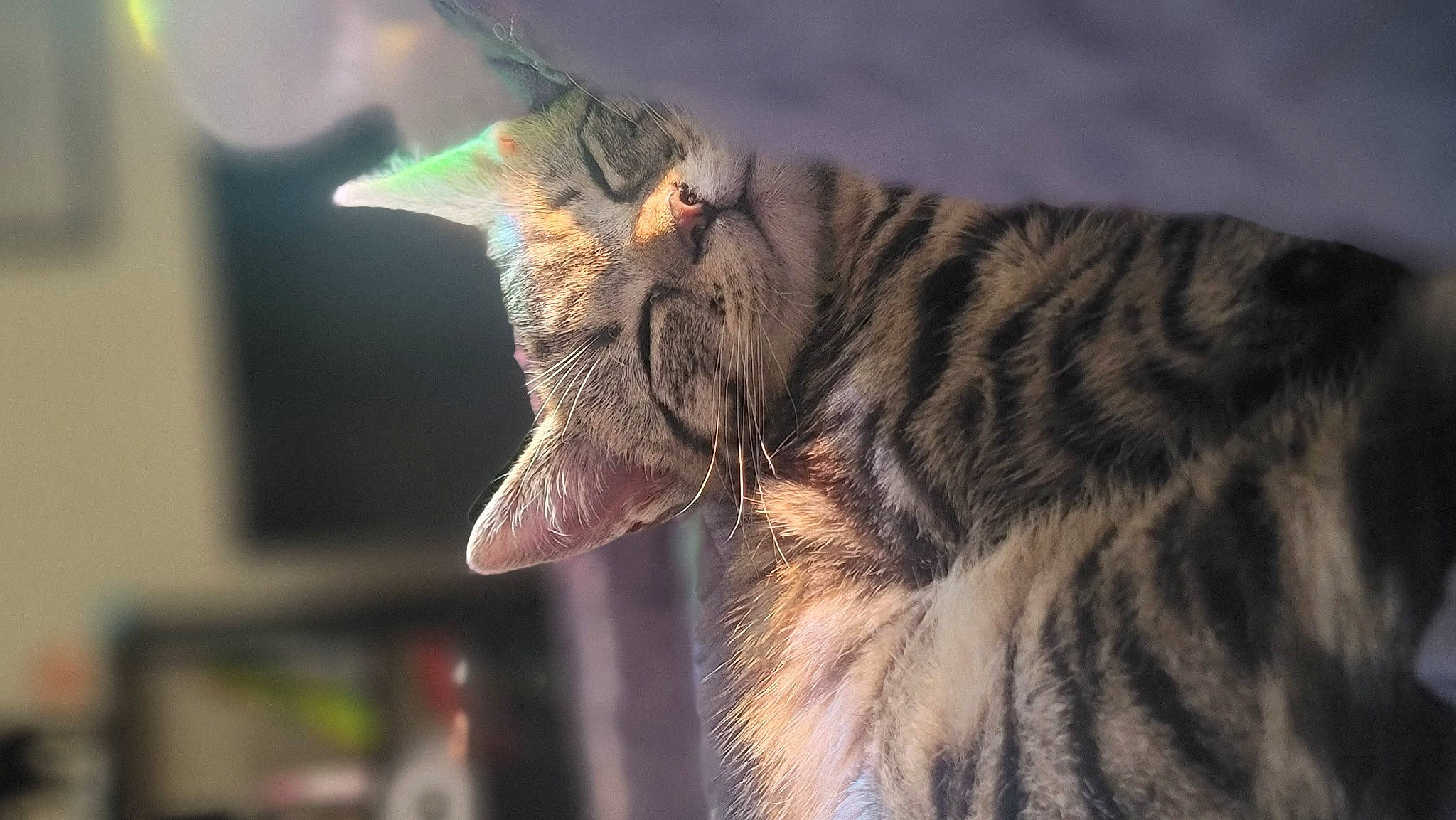 Rhya joined the competition — help win amazing prizes! bobcat, carnivore, cat, claw, domestic_short_haired_cat, ear, fang, felidae, fur, lynx, paw, small_to_medium_sized_cats, snout, tail, terrestrial_animal, whiskers, wildlife