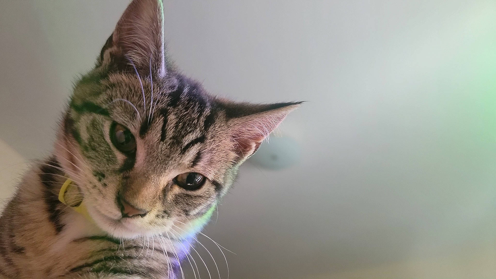 Rhya is registered to the contest to win money with this photo: carnivore, cat, domestic_short_haired_cat, felidae, fur, small_to_medium_sized_cats, snout, terrestrial_animal, whiskers, wildlife