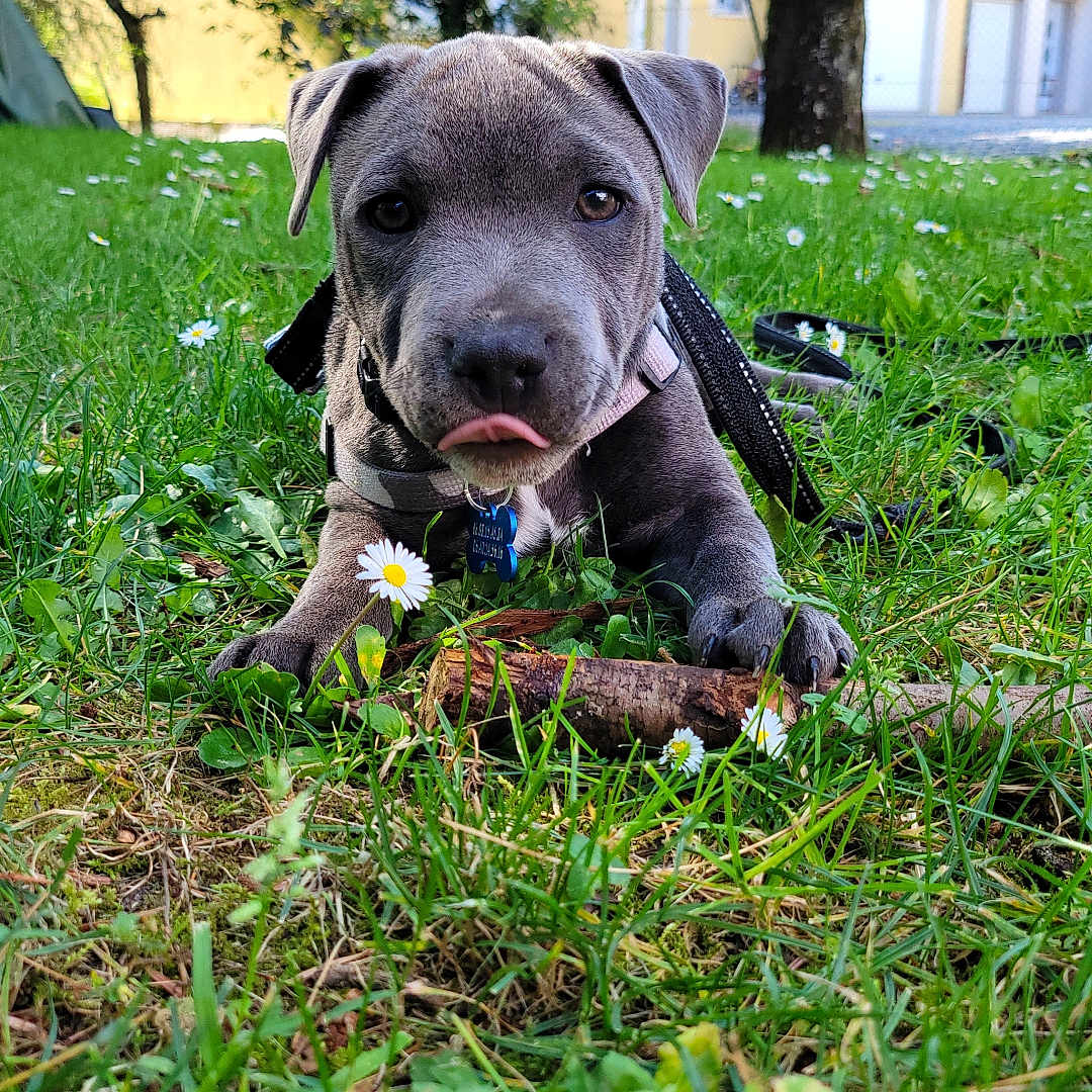 Blue a rejoint le concours — aidez-le/la à gagner de superbes lots ! animal, architecture, building, canine, dog, field, flower, grass, grassland, lawn, leaf, nature, outdoors, park, pet, plant, puppy, shelter, tree, vegetation
