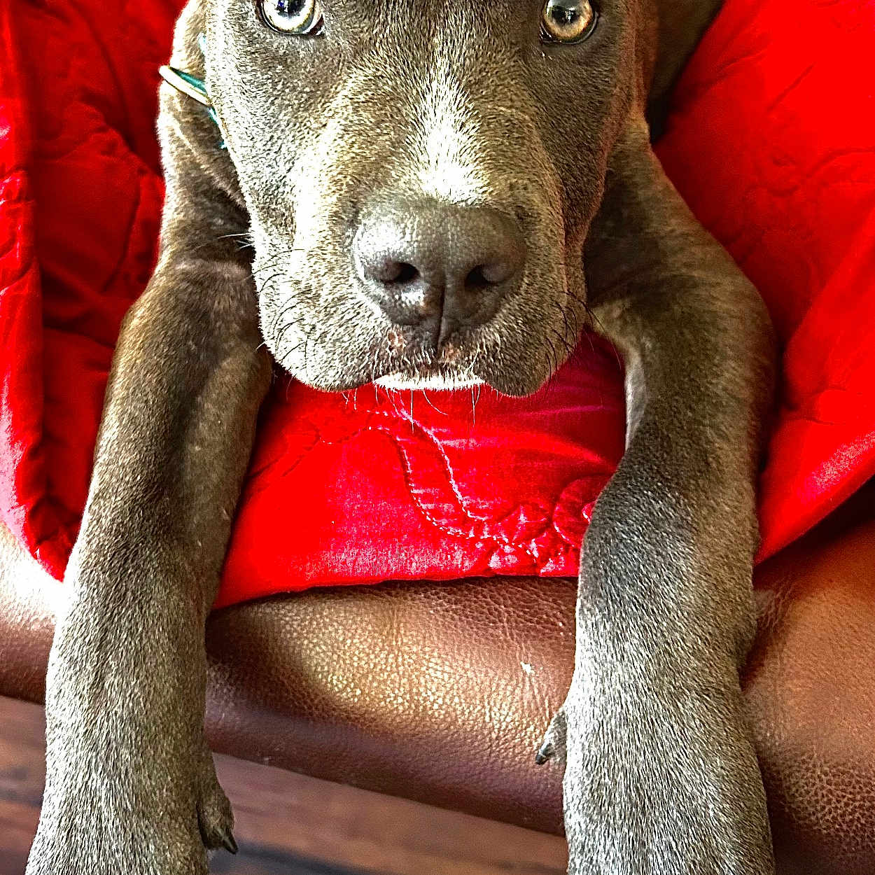 Miles is registered to the contest to win money with this photo: animal, armchair, bulldog, canine, chair, couch, cushion, dog, furniture, homedecor, hound, indoors, interiordesign, labradorretriever, person, pet, pitbull, pointer, puppy, snout