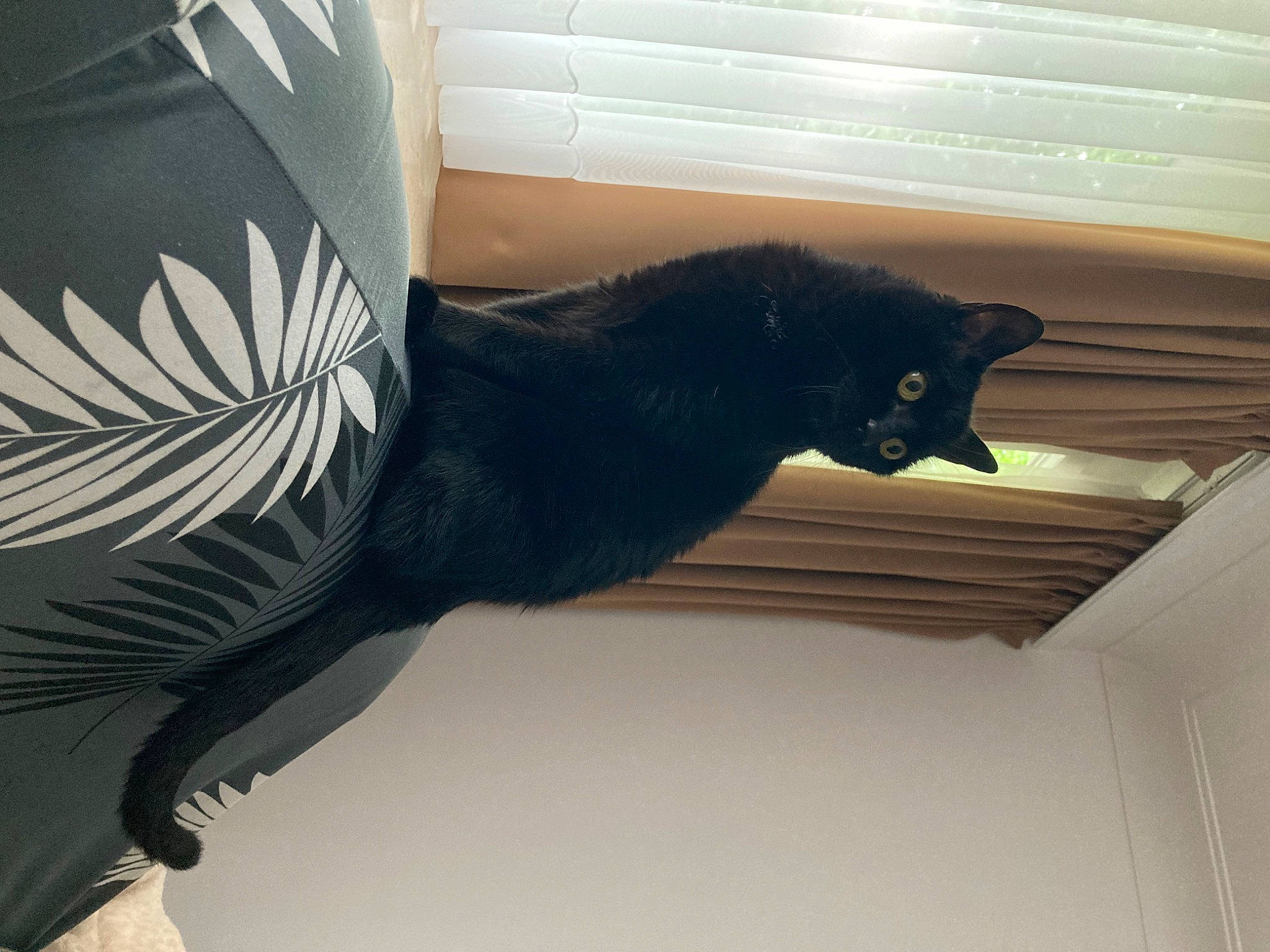 Athéna participe au concours pour gagner de l'argent avec cette photo : art, beak, carnivore, cat, comfort, elbow, fashion_accessory, feather, felidae, fur, human_leg, sleeve, small_to_medium_sized_cats, t_shirt, tail, tints_and_shades, vertebrate, whiskers, window, wing