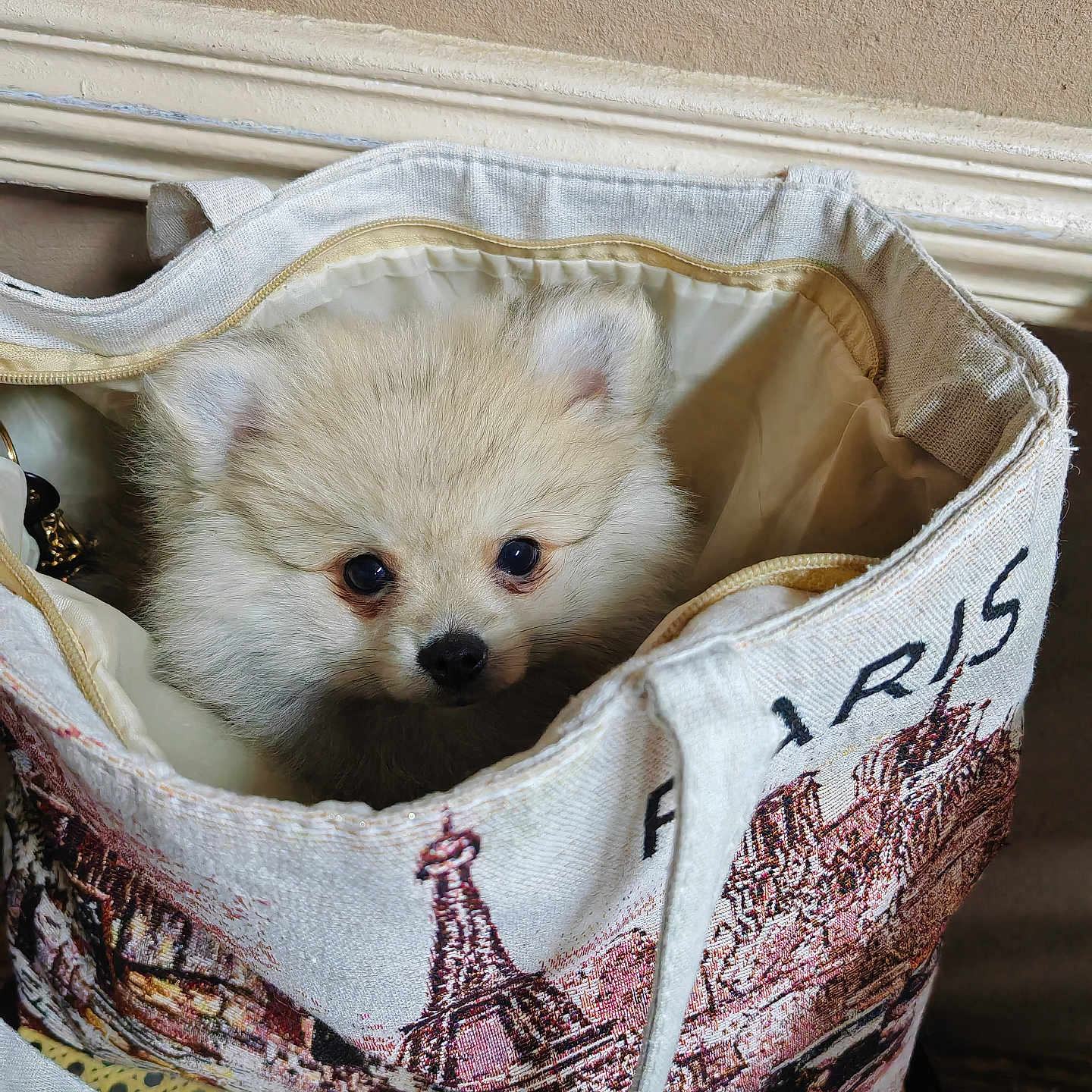 Jupiter a rejoint le concours — aidez-le/la à gagner de superbes lots ! animal, bag, canine, closeup, container, curious, cute, dog, domestic_animal, ears, eyes, face, fluffy, fur, indoor, paris, pet, puppy, small_dog, tote_bag