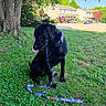 dog, black_dog, grass, leash, tree, outdoor, pet, nature, sunlight, suburb, residential_area, canine, animal, greenery, daylight, collar, quiet, sitting, tongue_out, playful