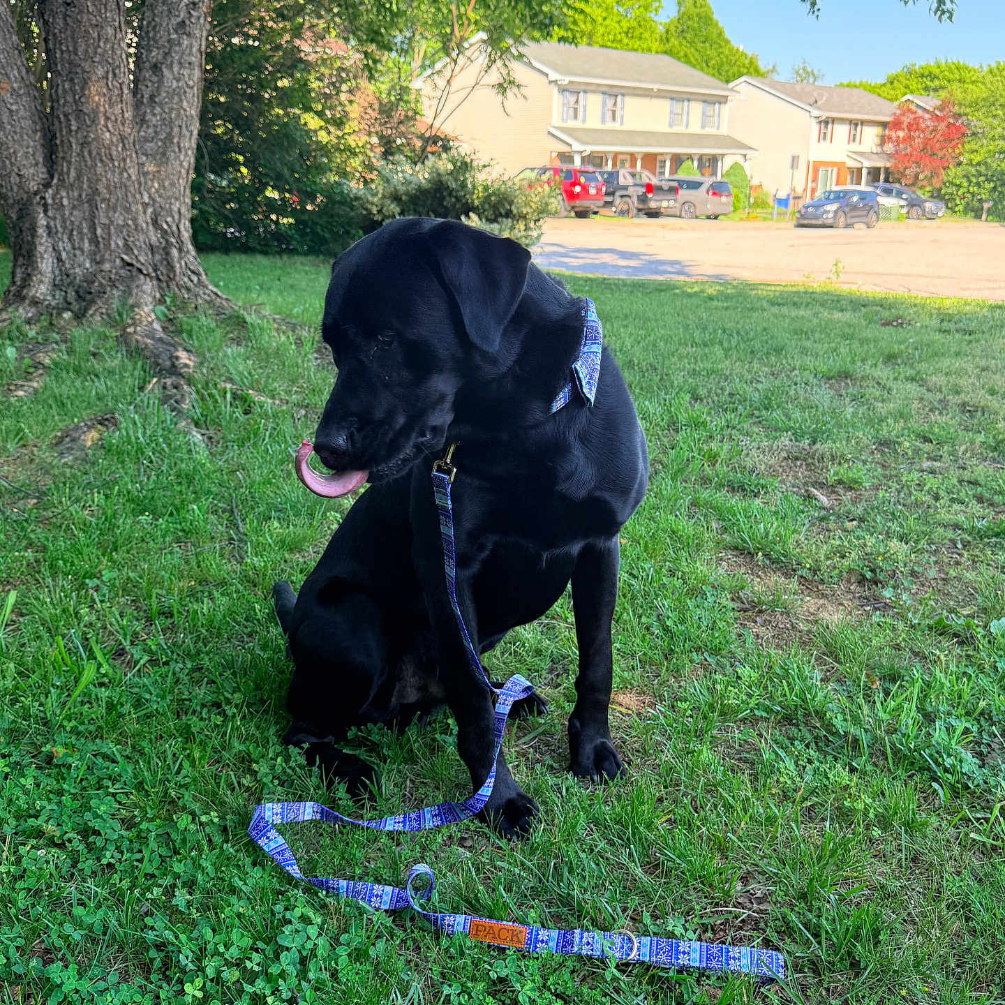Tucker joined the competition — help win amazing prizes! dog, black_dog, grass, leash, tree, outdoor, pet, nature, sunlight, suburb, residential_area, canine, animal, greenery, daylight, collar, quiet, sitting, tongue_out, playful
