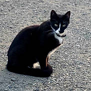 Reckless is registered to the contest to win money with this photo: alert, animal, black_and_white, cat, collar, cute, domestic, eyes, fur, gravel, mammal, nature, outdoor, pet, quiet, sitting, small_animal, tail, texture, whiskers