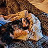 animal, bed, blanket, calico, cat, comfort, cozy, cute, domestic, fur, indoor, knitted, nap, patterned_fabric, pet, relaxation, resting, sleeping, soft_texture, warm_lighting
