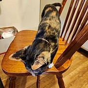 Jaq joined the competition — help win amazing prizes! animal, black, brown, calico_cat, cat, curious, domestic, ears, feline, floor, fur, home, indoor, orange, pet, tail, whiskers, white, wood, wooden_chair