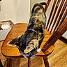 animal, black, brown, calico_cat, cat, curious, domestic, ears, feline, floor, fur, home, indoor, orange, pet, tail, whiskers, white, wood, wooden_chair