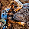 bedspread, casual, cat, clothing, cozy, fabric, feline, hanger, home, indoor, pattern, paw, relaxed, resting, sleepy, soft, tail, textile, tortoiseshell_cat, warm_light