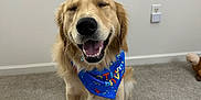 Sonny is registered to the contest to win money with this photo: dog, golden_retriever, birthday_hat, birthday_bandana, plush_toy, birthday_cake_toy, carpet, indoor, smiling_dog, closed_eyes, happy, celebration, pet, cute, toy, party, animal, canine, fun, festive
