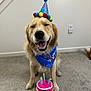dog, golden_retriever, birthday_hat, birthday_bandana, plush_toy, birthday_cake_toy, carpet, indoor, smiling_dog, closed_eyes, happy, celebration, pet, cute, toy, party, animal, canine, fun, festive