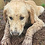 Sonny joined the competition — help win amazing prizes! dog, puppy, golden_retriever, muddy, wet, dirt, outdoor, animal, canine, closeup, mud, pond, nature, fur, paws, snout, playful, young, pet, cute