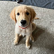 Sonny is registered to the contest to win money with this photo: puppy, dog, golden_retriever, carpet, indoor, pet, young_animal, sitting, cute, canine, fur, collar, play_toy, domestic_animal, looking_up, animal_face, whiskers, floor, soft_texture, curious
