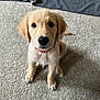puppy, dog, golden_retriever, carpet, indoor, pet, young_animal, sitting, cute, canine, fur, collar, play_toy, domestic_animal, looking_up, animal_face, whiskers, floor, soft_texture, curious