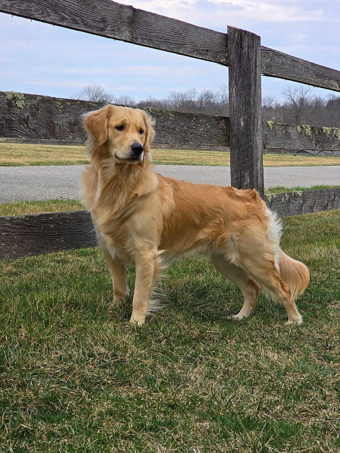 Sonny is registered to the contest to win money with this photo: dog, golden_retriever, grass, fence, outdoor, canine, pet, animal, nature, field, rural, wood, fur, standing, side_view, daylight, cloudy_sky, mammal, looking_away, peaceful
