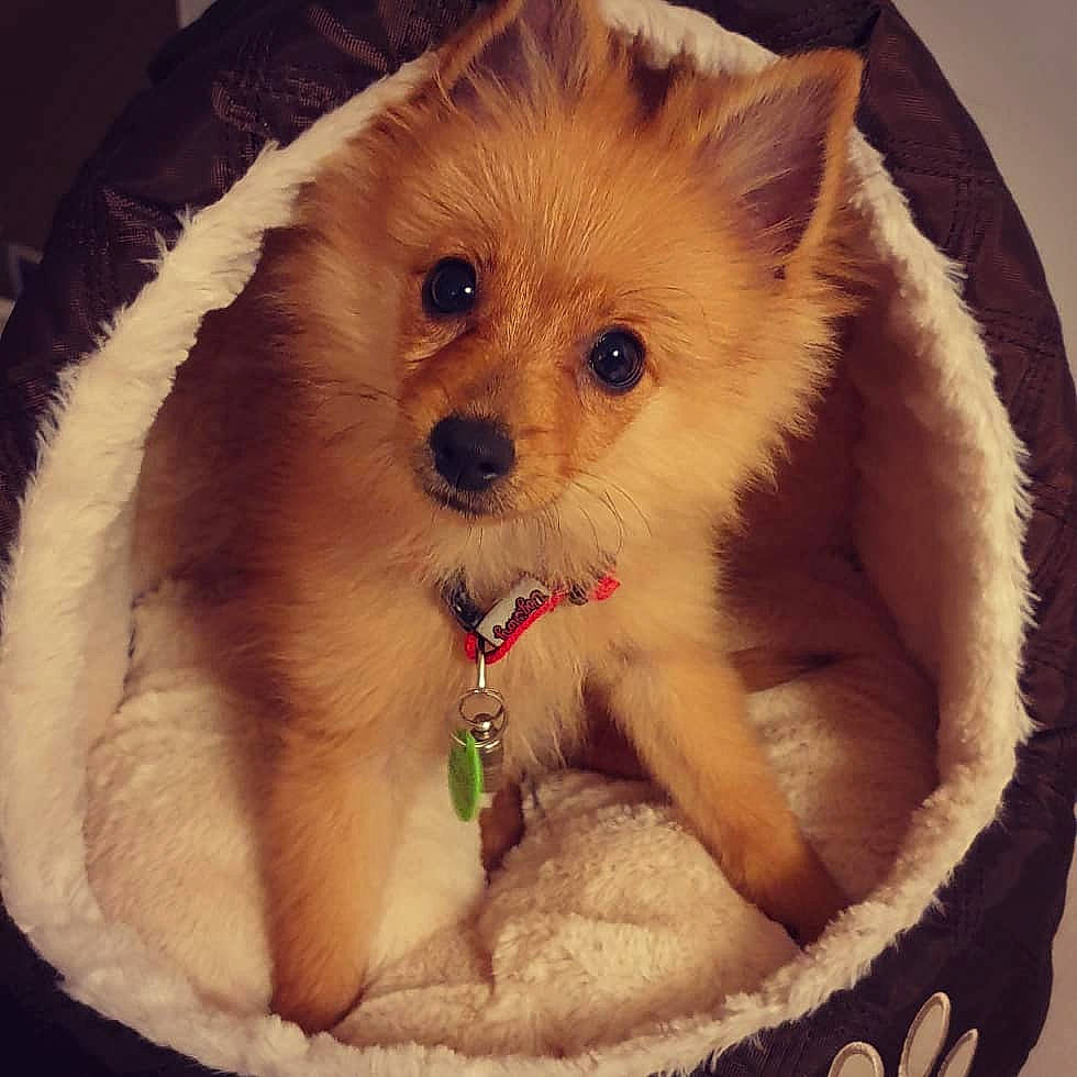 Bouba a rejoint le concours — aidez-le/la à gagner de superbes lots ! canidae, carnivore, companion_dog, dog, dog_breed, eye, fawn, fur, german_spitz, german_spitz_mittel, iris, mammal, non_sporting_group, pomeranian, puppy, puppy_love, skin, spitz, toy_dog, volpino_italiano