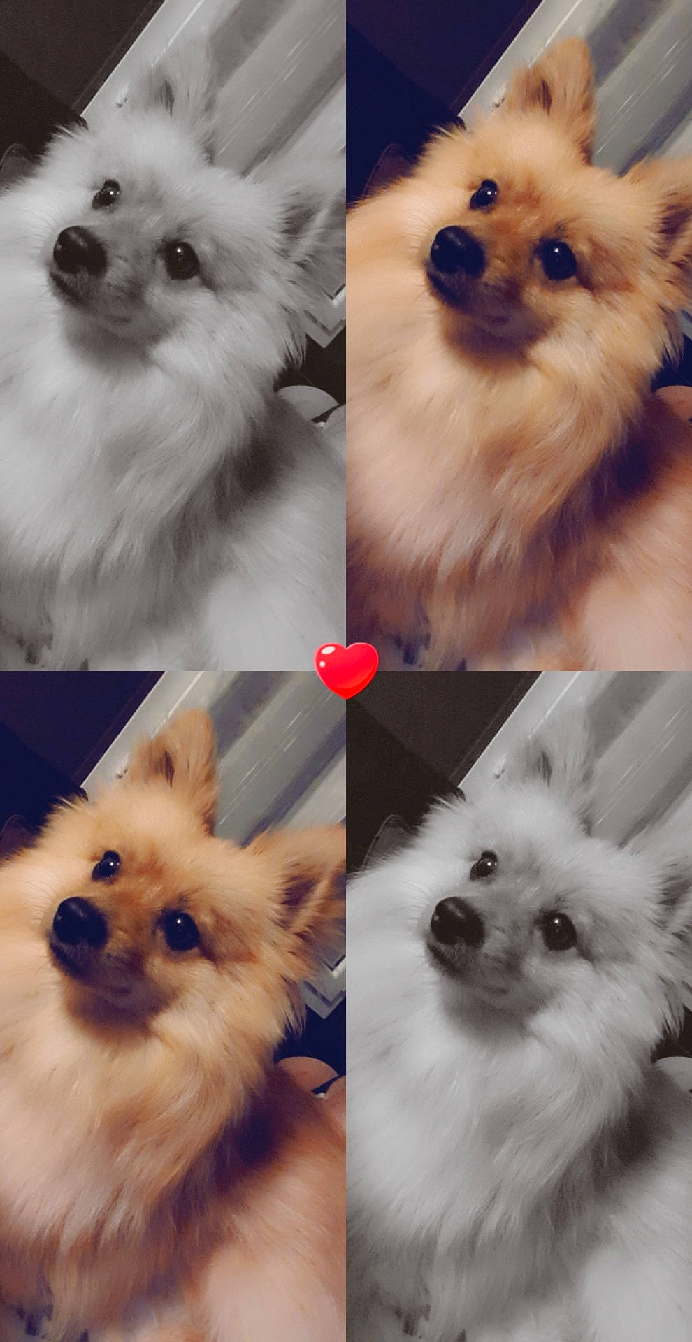 Bouba a rejoint le concours — aidez-le/la à gagner de superbes lots ! canidae, carnivore, companion_dog, dog, dog_breed, eye, german_spitz, german_spitz_mittel, head, indian_spitz, mammal, nose, pomeranian, puppy, skin, snout, spitz, vertebrate, volpino_italiano, whiskers