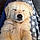 Teddy