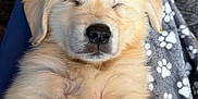 Teddy joined the competition — help win amazing prizes! puppy, dog, sleeping, fluffy, golden_retriever, blanket, paw_prints, cozy, pet, animal, fur, cute, relaxing, indoors, soft, lap, rest, young, adorable, companion