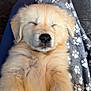 puppy, dog, sleeping, fluffy, golden_retriever, blanket, paw_prints, cozy, pet, animal, fur, cute, relaxing, indoors, soft, lap, rest, young, adorable, companion