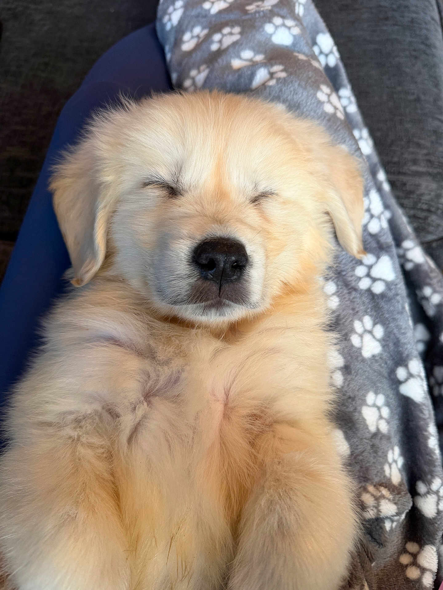 Teddy joined the competition — help win amazing prizes! puppy, dog, sleeping, fluffy, golden_retriever, blanket, paw_prints, cozy, pet, animal, fur, cute, relaxing, indoors, soft, lap, rest, young, adorable, companion