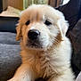 Teddy is registered to the contest to win money with this photo: puppy, dog, golden_retriever, fluffy, pet, indoors, sofa, couch, fur, animal, cute, domestic_animal, young, mammal, portrait, resting, whiskers, nose, eyes, soft_lighting