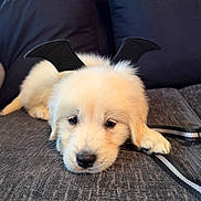 Teddy is registered to the contest to win money with this photo: puppy, dog, golden_retriever, bat_wings, costume, couch, indoor, pet, cute, fluffy, sleepy, animal, leash, black, white, soft, young, resting, adorable, home