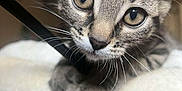 Shadow a rejoint le concours — aidez-le/la à gagner de superbes lots ! animal, background_blur, cat, closeup, curious, cute, ears, eyes, face, feline, focus, fur, indoor, kitten, paws, pet, soft, tabby, whiskers, young