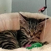 Shadow a rejoint le concours — aidez-le/la à gagner de superbes lots ! animal, cat, cozy, cute, domestic_cat, ears, feline, fluffy_bed, fur, indoor, kitten, nap, peaceful, pet, resting, sleeping, soft, tabby, toy, whiskers