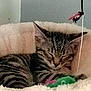 animal, cat, cozy, cute, domestic_cat, ears, feline, fluffy_bed, fur, indoor, kitten, nap, peaceful, pet, resting, sleeping, soft, tabby, toy, whiskers