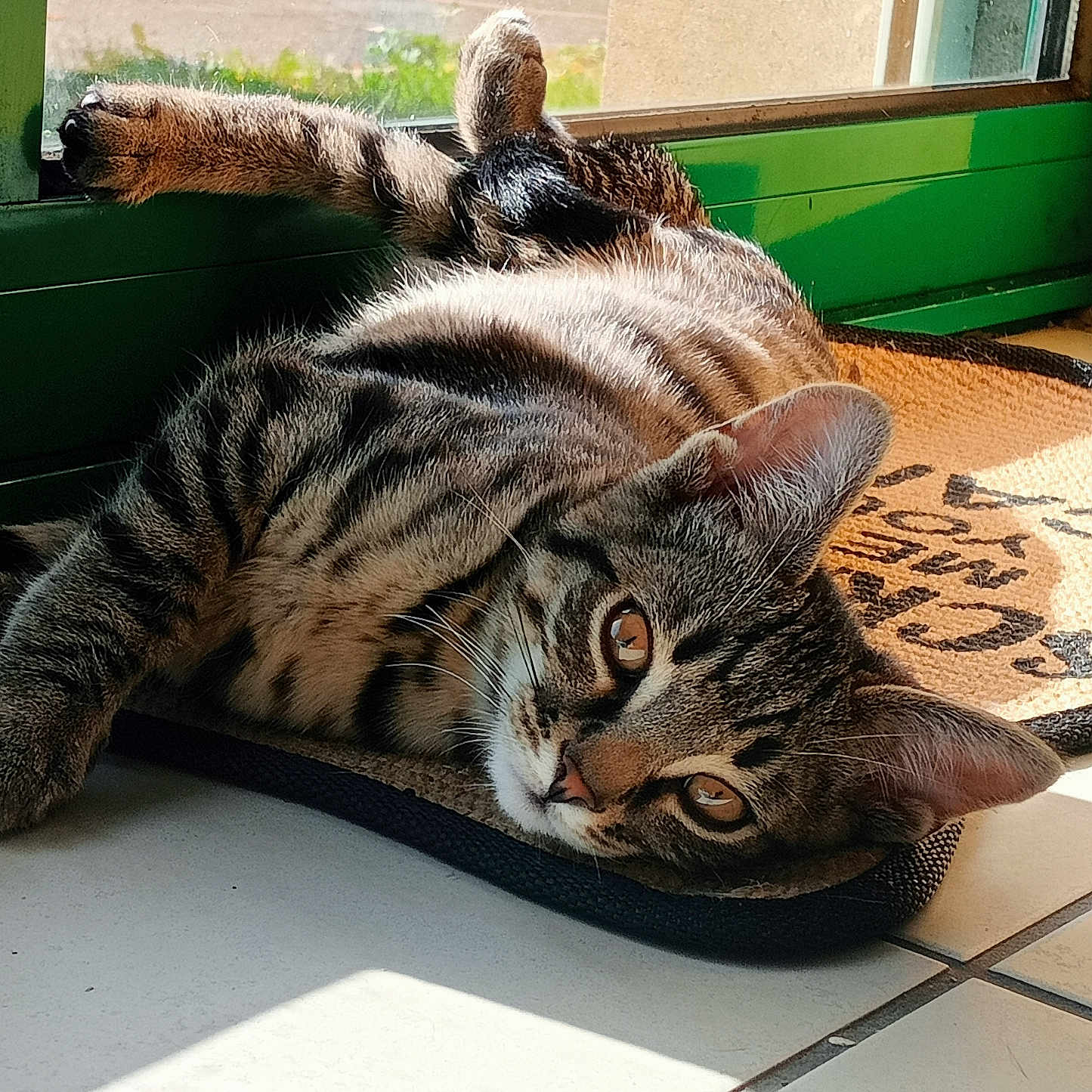 Shadow a rejoint le concours — aidez-le/la à gagner de superbes lots ! animal, cat, doormat, ears, floor, fur, green, indoors, looking, paw, pet, relaxed, resting, shadow, striped, sunlight, tabby, tile, whiskers, window