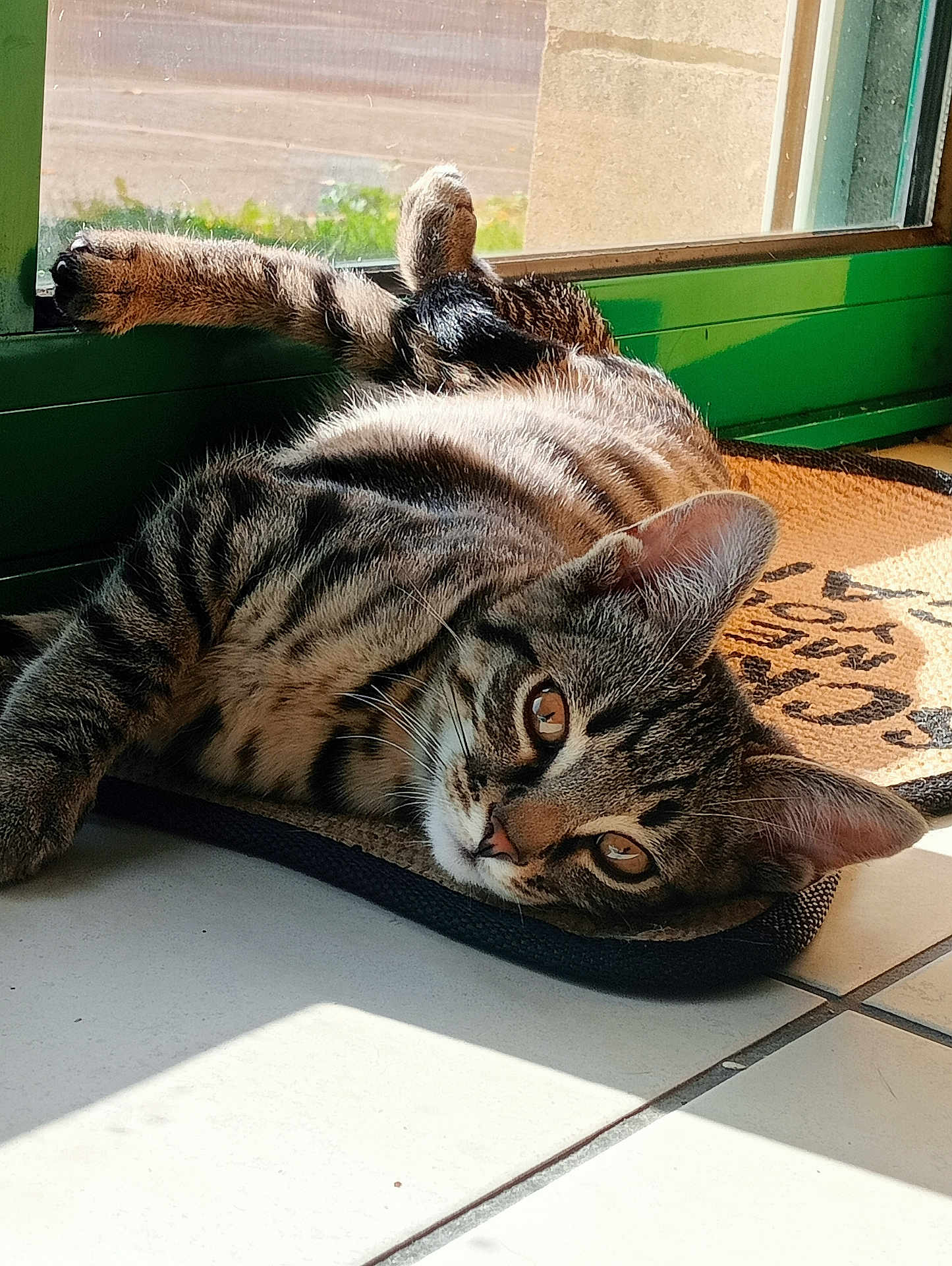 Shadow a rejoint le concours — aidez-le/la à gagner de superbes lots ! animal, cat, doormat, ears, floor, fur, green, indoors, looking, paw, pet, relaxed, resting, shadow, striped, sunlight, tabby, tile, whiskers, window