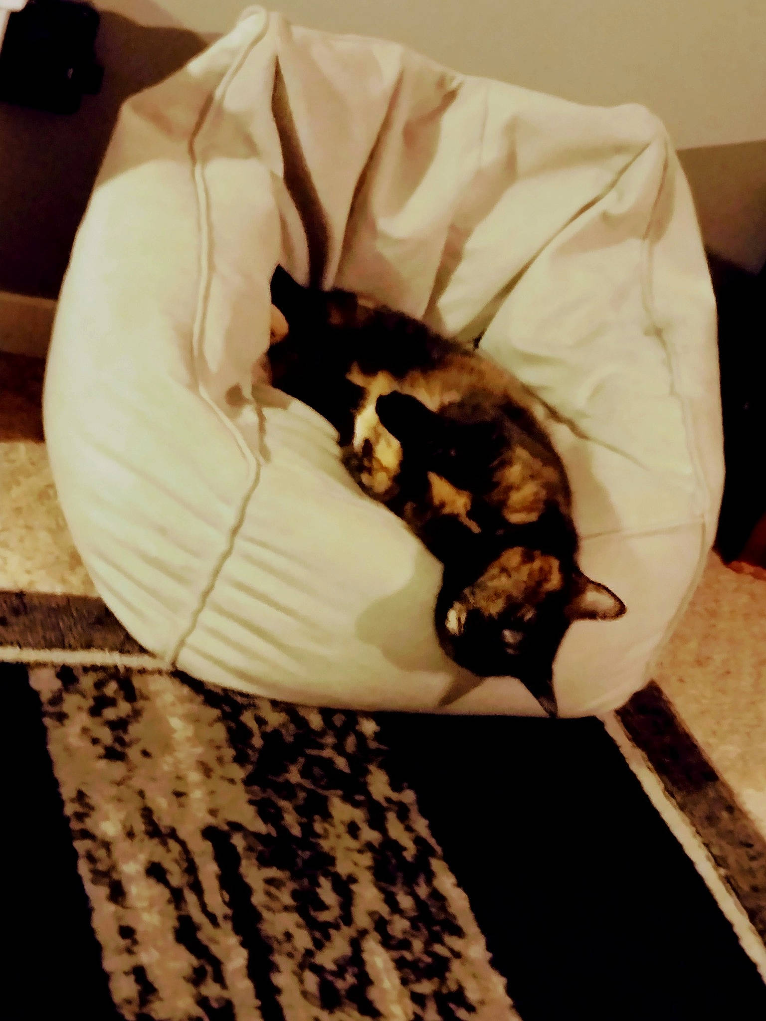 Kilo is registered to the contest to win money with this photo: black_cat, carnivore, cat, claw, cloud, comfort, companion_dog, dog_breed, domestic_short_haired_cat, felidae, flooring, hardwood, linens, paw, small_to_medium_sized_cats, snout, tail, tints_and_shades, whiskers, wood