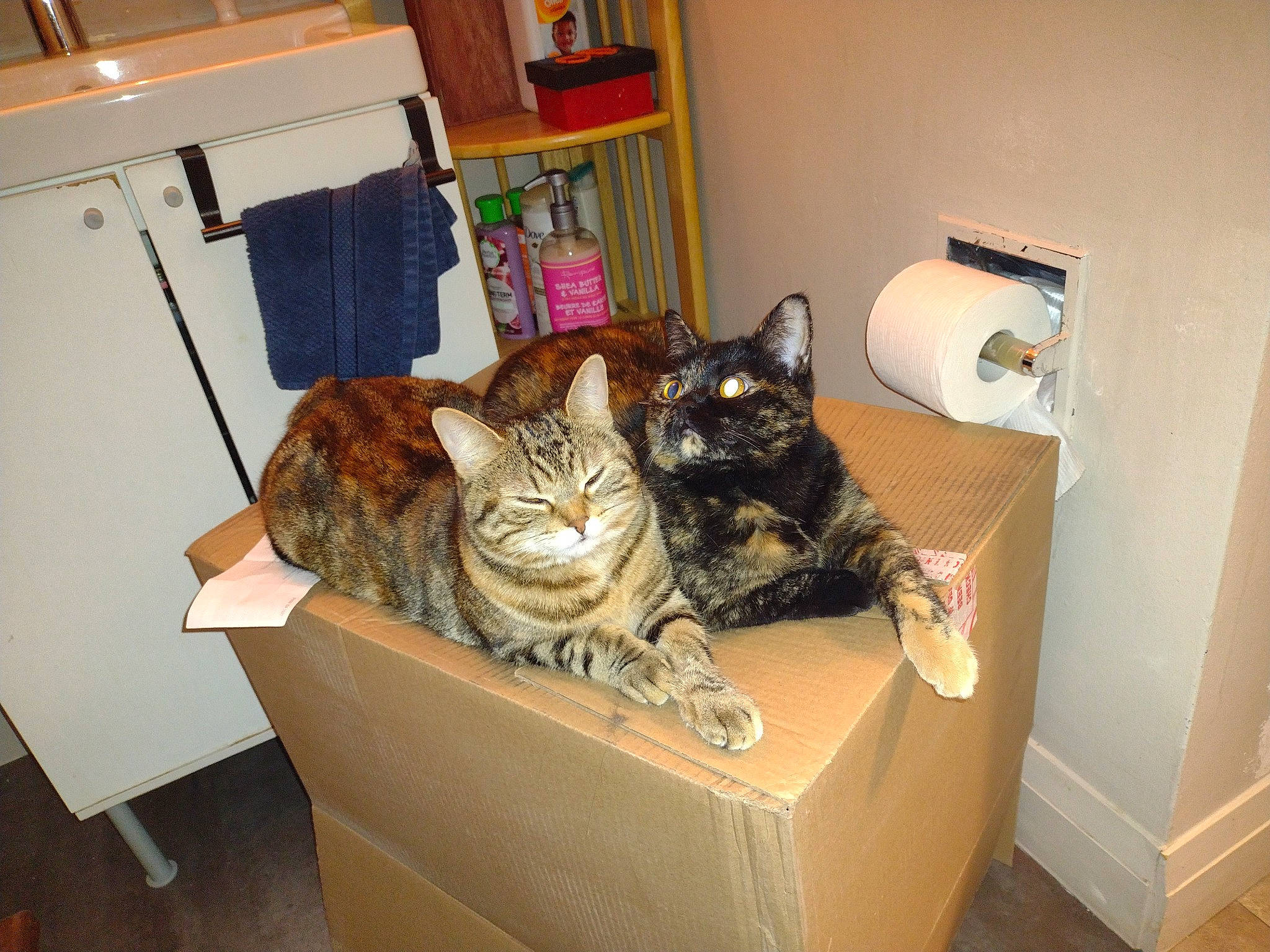 Kilo joined the competition — help win amazing prizes! bag, box, cabinetry, cardboard, carnivore, carton, cat, comfort, domestic_short_haired_cat, drawer, felidae, fur, hardwood, packaging_and_labeling, room, shelf, shelving, shipping_box, small_to_medium_sized_cats, whiskers