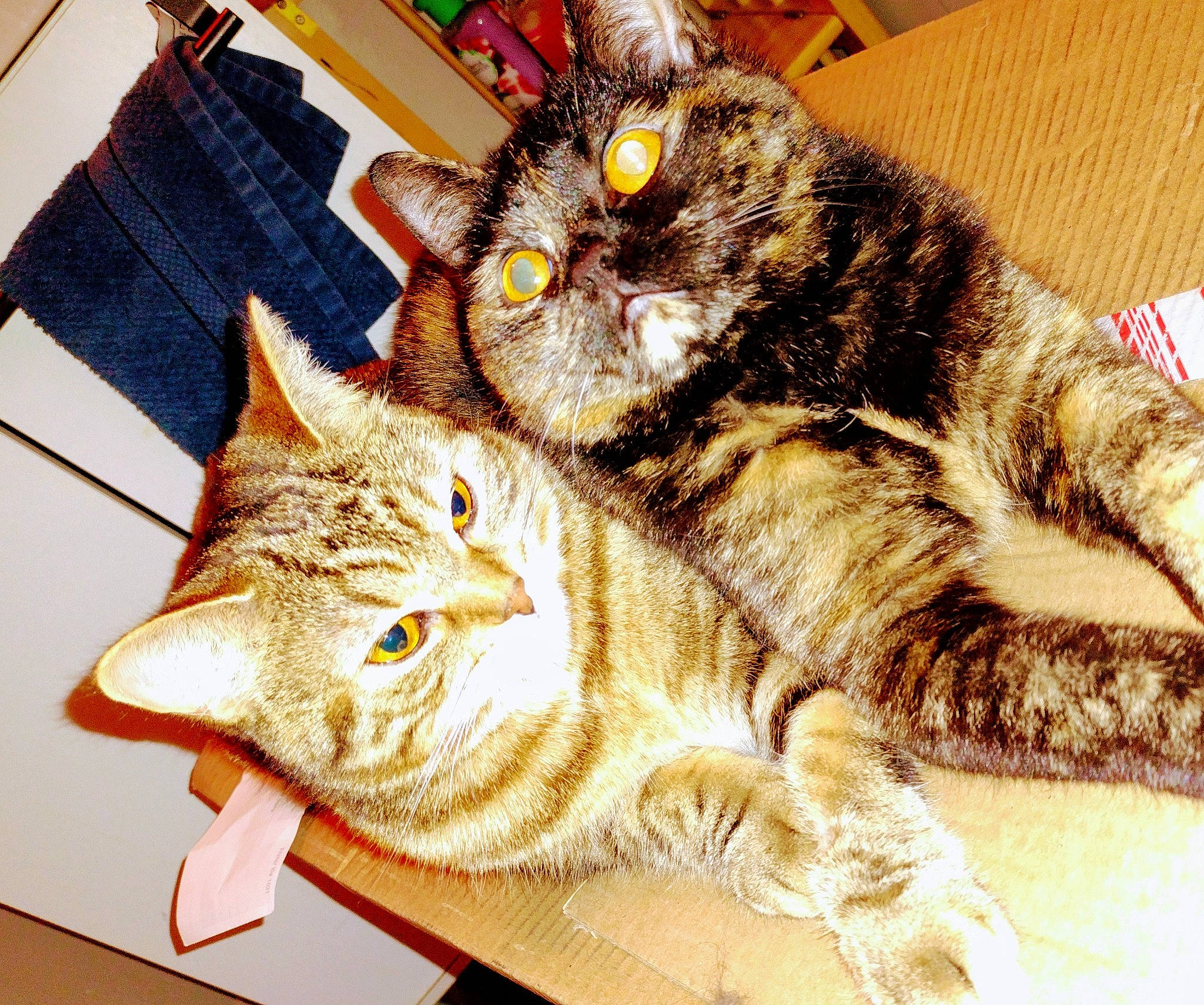 Kilo is registered to the contest to win money with this photo: carnivore, cat, claw, domestic_short_haired_cat, felidae, fur, pattern, paw, small_to_medium_sized_cats, snout, tail, whiskers, wood