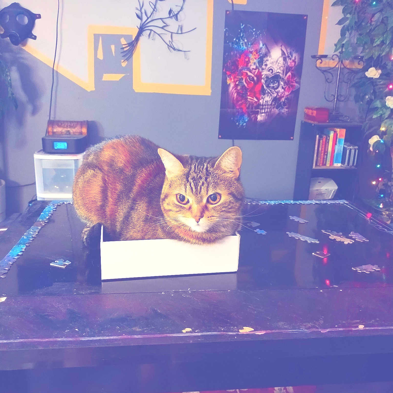 Kali