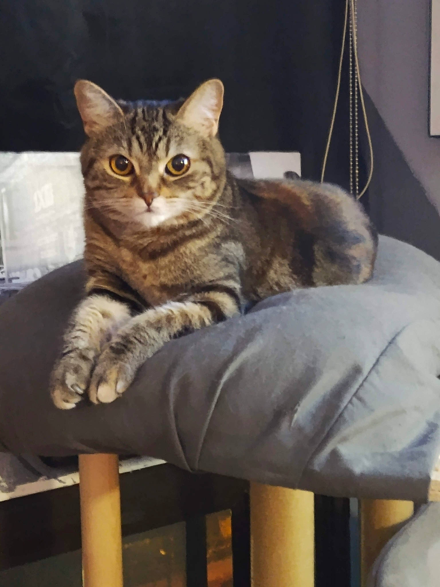 Kali joined the competition — help win amazing prizes! box, carnivore, cat, cat_supply, chair, claw, comfort, couch, domestic_short_haired_cat, felidae, fur, lap, sitting, small_to_medium_sized_cats, snout, tail, whiskers, wood