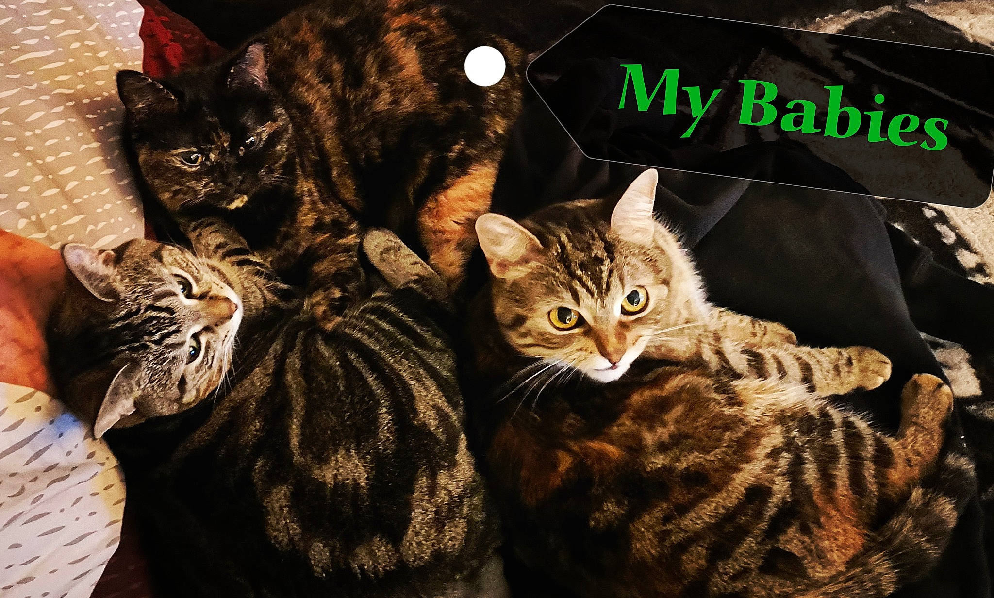 Kali is registered to the contest to win money with this photo: carnivore, cat, comfort, domestic_short_haired_cat, felidae, fur, logo, mammal, organism, paw, photo_caption, sleeve, small_to_medium_sized_cats, snout, tail, terrestrial_animal, tree, whiskers, wildlife