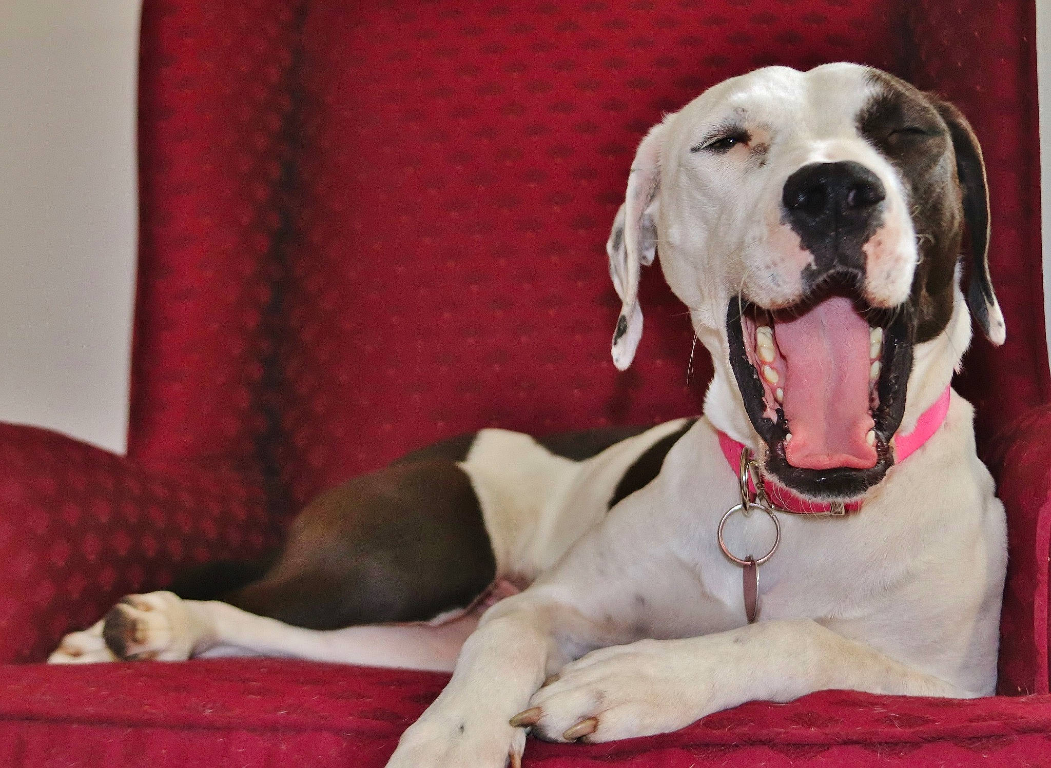 Phoebe joined the competition — help win amazing prizes! bully_kutta, canidae, carnivore, companion_dog, dog, dog_breed, fawn, great_dane, mammal, non_sporting_group, pointer, rare_breed_dog, snout, sporting_group, vertebrate