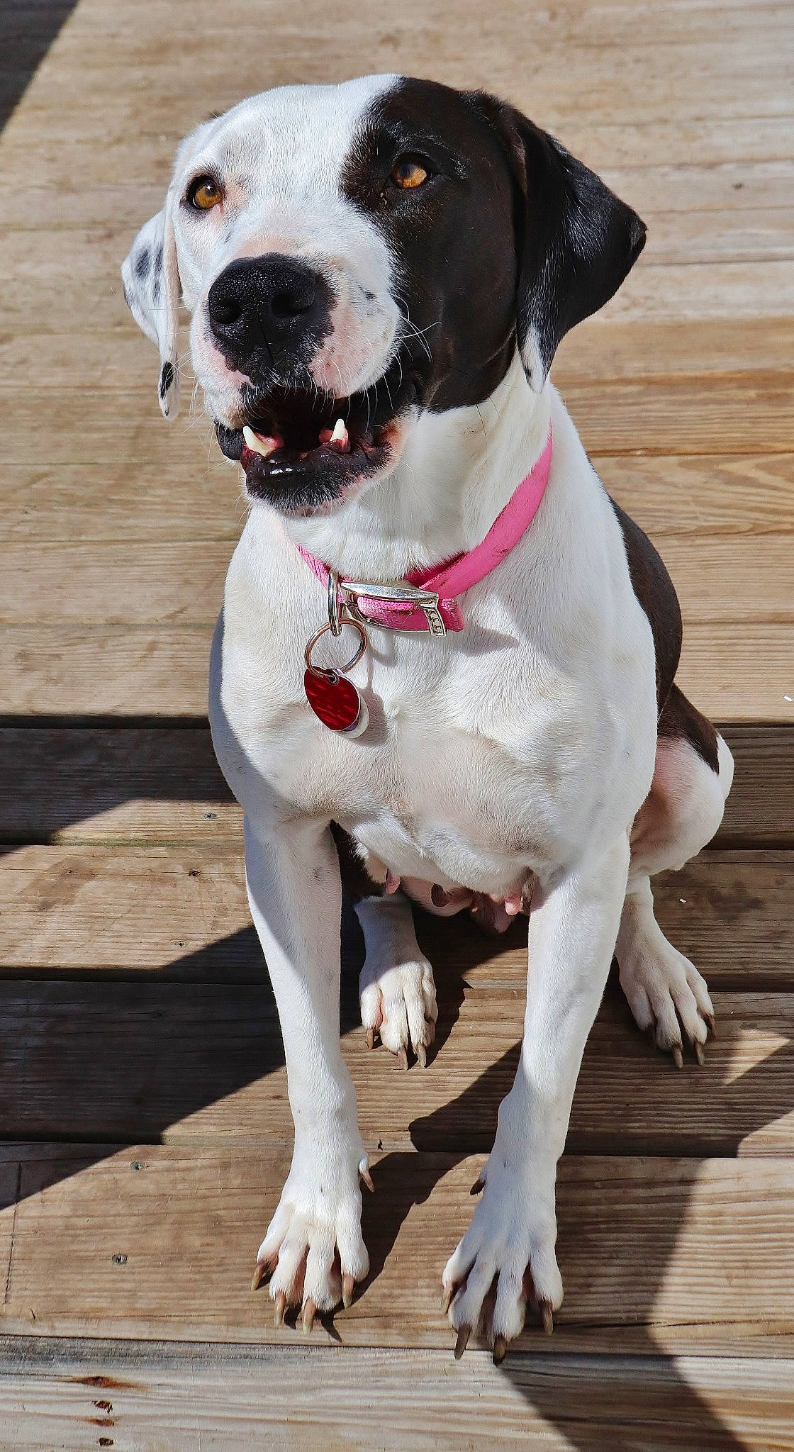 Phoebe is registered to the contest to win money with this photo: canidae, carnivore, dog, dog_breed, dog_collar, hunting_dog, mammal, non_sporting_group, pointer, rare_breed_dog, sporting_group, tail, vertebrate