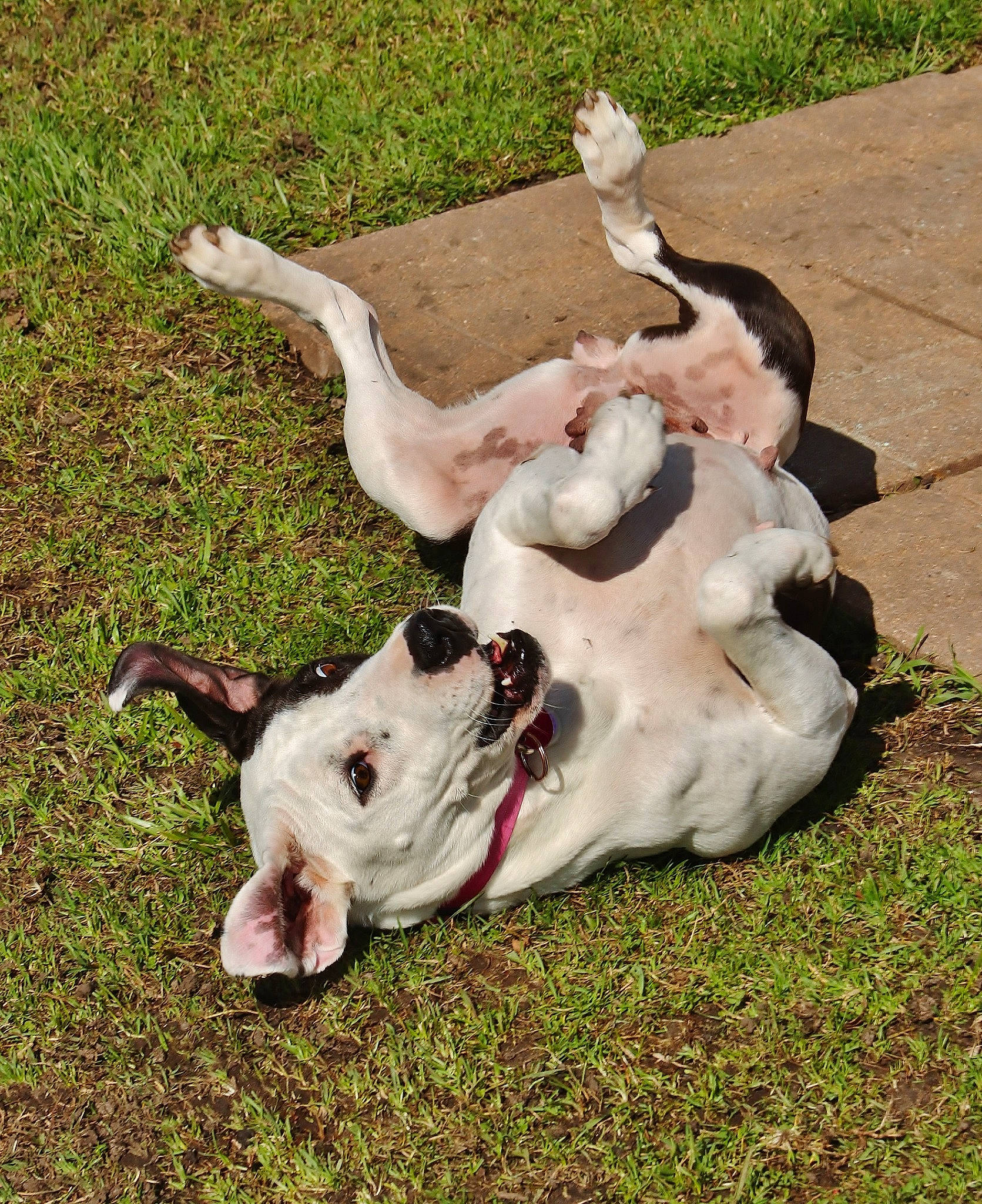 Phoebe is registered to the contest to win money with this photo: american_bulldog, canidae, carnivore, dog, dog_breed, dogo_argentino, dogo_guatemalteco, fawn, grass, mammal, non_sporting_group, old_english_bulldog, olde_english_bulldogge, pit_bull, pointer, sporting_group, tail, vertebrate