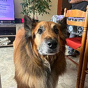 Mabrouk a rejoint le concours — aidez-le/la à gagner de superbes lots ! dog, indoor, pet, fur, animal, brown, muzzle, ears, floor, rug, chair, table, plant, person, living_room, furniture, watching, domestic, portrait, companion