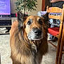 dog, indoor, pet, fur, animal, brown, muzzle, ears, floor, rug, chair, table, plant, person, living_room, furniture, watching, domestic, portrait, companion