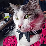 Osiris a rejoint le concours — aidez-le/la à gagner de superbes lots ! cat, close_up, green_eyes, bow_tie, whiskers, pink_fabric, black_spots, indoor, pet, feline, portrait, animal, cute, domestic_cat, relaxed, soft_light, fur, face, sitting, cozy