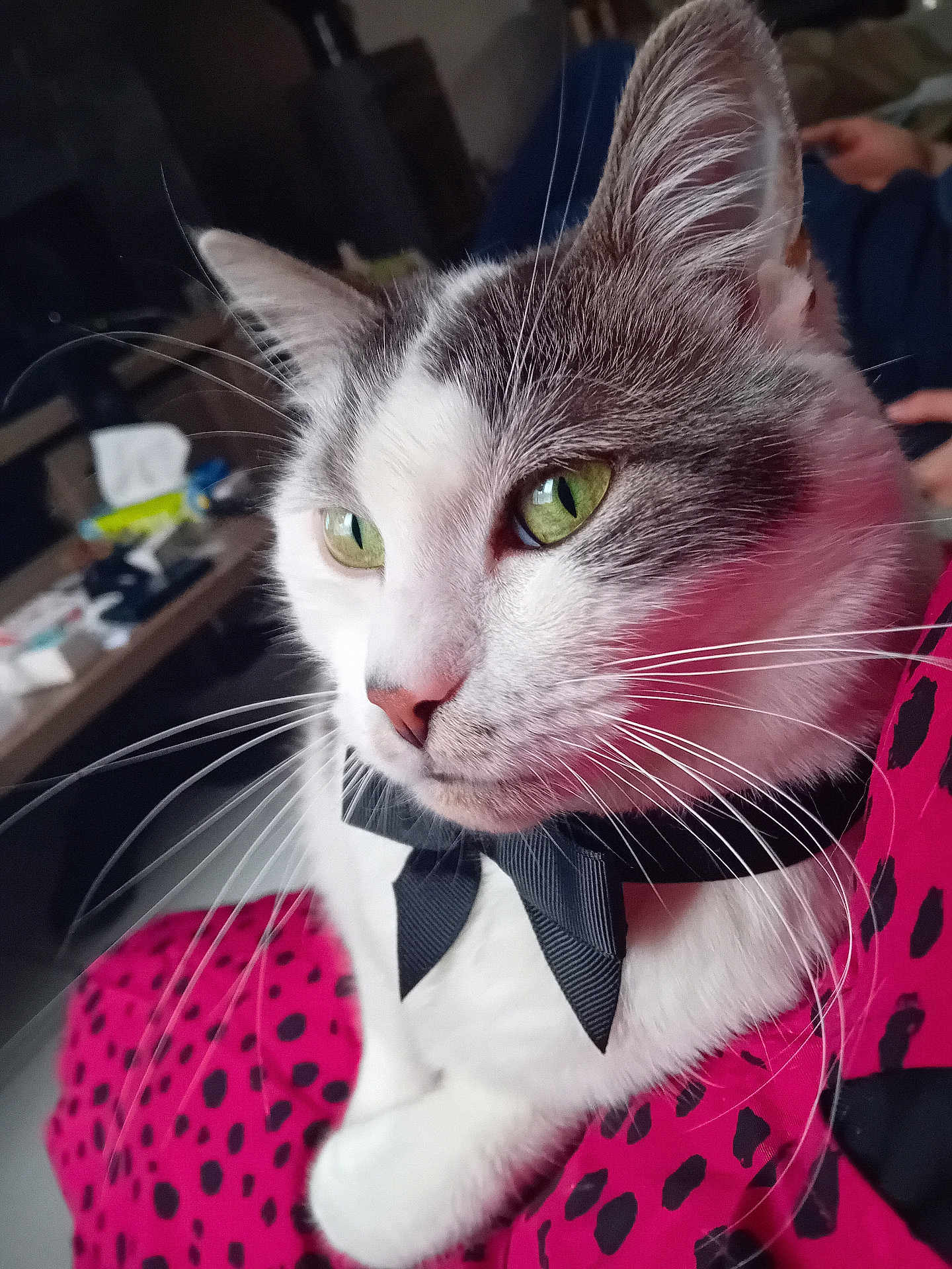 Osiris a rejoint le concours — aidez-le/la à gagner de superbes lots ! cat, close_up, green_eyes, bow_tie, whiskers, pink_fabric, black_spots, indoor, pet, feline, portrait, animal, cute, domestic_cat, relaxed, soft_light, fur, face, sitting, cozy