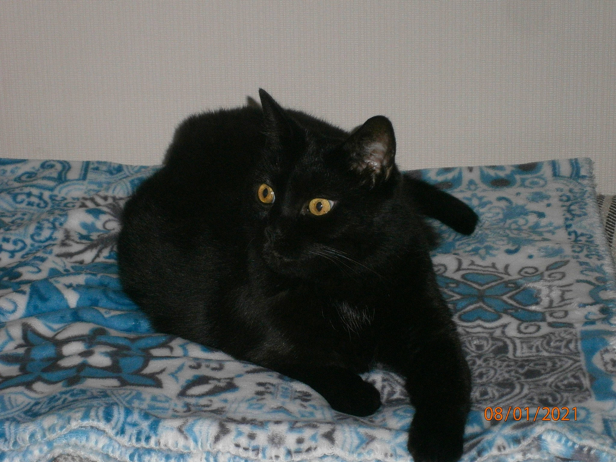 Chanel participe au concours pour gagner de l'argent avec cette photo : black_cat, bombay, carnivore, cat, cat_supply, claw, comfort, domestic_short_haired_cat, electric_blue, felidae, fur, grey, linens, pattern, small_to_medium_sized_cats, snout, tail, terrestrial_animal, whiskers