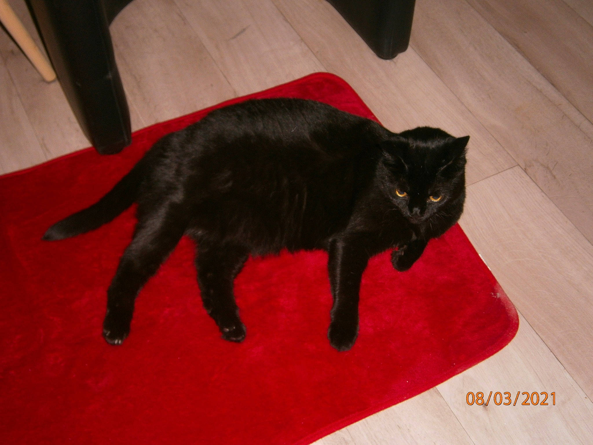 Chanel a rejoint le concours — aidez-le/la à gagner de superbes lots ! black_cat, bombay, carnivore, carpet, cat, chair, claw, domestic_short_haired_cat, felidae, floor, flooring, fur, hardwood, paw, rectangle, room, small_to_medium_sized_cats, tail, whiskers, wood