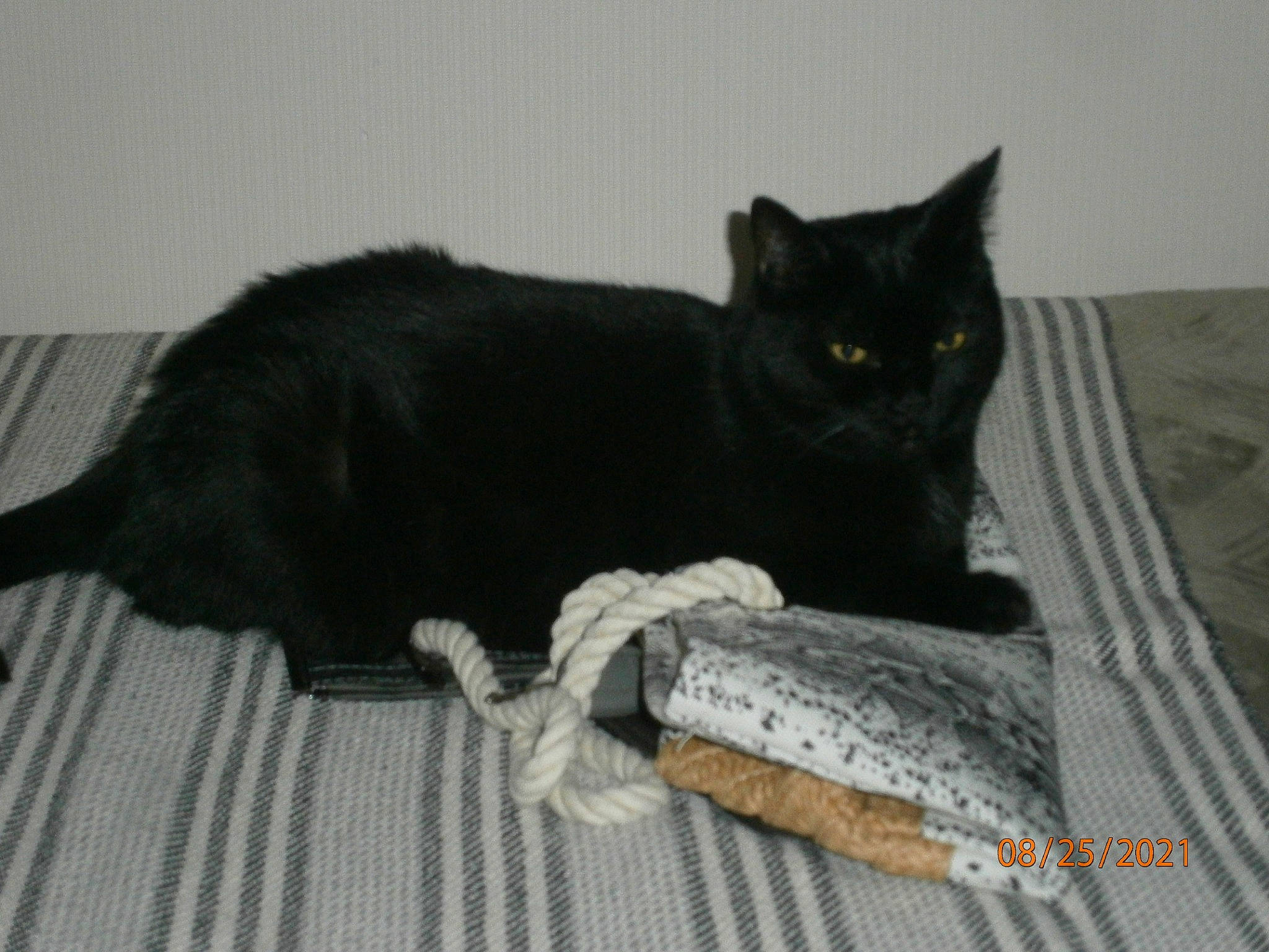 Chanel a rejoint le concours — aidez-le/la à gagner de superbes lots ! black_cat, bombay, carnivore, cat, cat_furniture, cat_supply, claw, comfort, domestic_short_haired_cat, felidae, fur, grey, linens, paw, sitting, small_to_medium_sized_cats, snout, tail, terrestrial_animal, whiskers