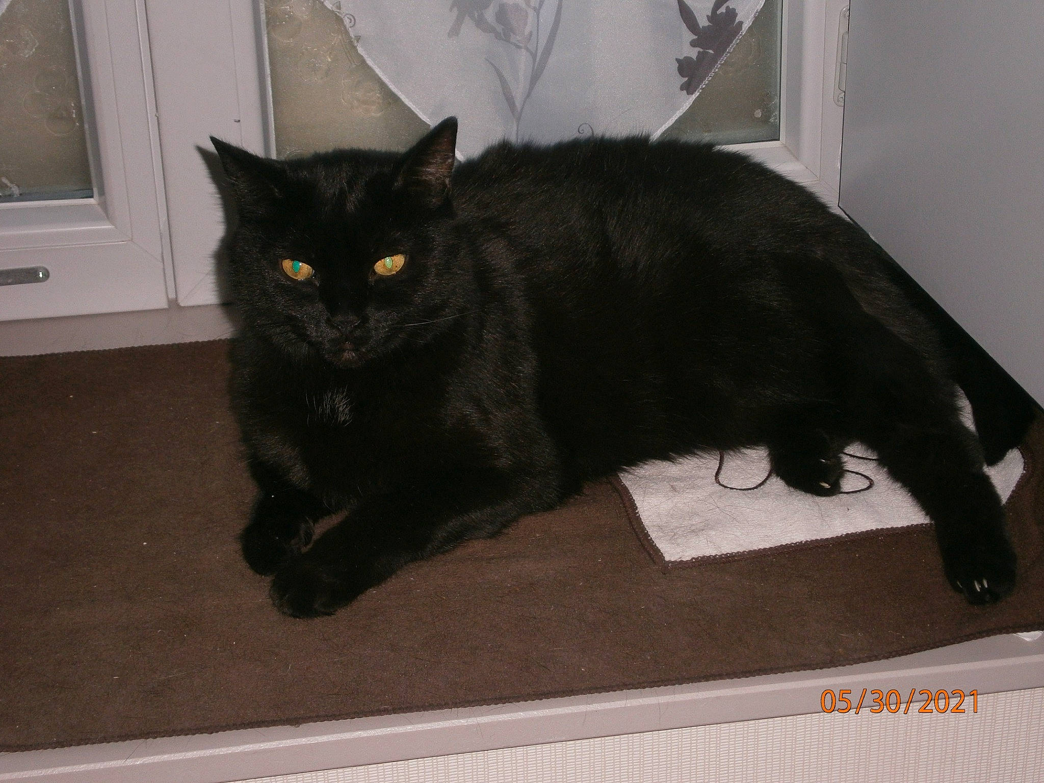 Chanel participe au concours pour gagner de l'argent avec cette photo : black_cat, bombay, carnivore, cat, claw, domestic_short_haired_cat, felidae, flooring, fur, grey, rectangle, small_to_medium_sized_cats, snout, tail, terrestrial_animal, whiskers