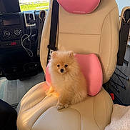 Appolo participe au concours pour gagner de l'argent avec cette photo : pomeranian, puppy, dog, car_seat, leather, pink_cushion, pet, animal, fluffy, cute, indoor, seatbelt, vehicle_interior, dashboard, window, sunlight, cozy, small_dog, transportation, travel